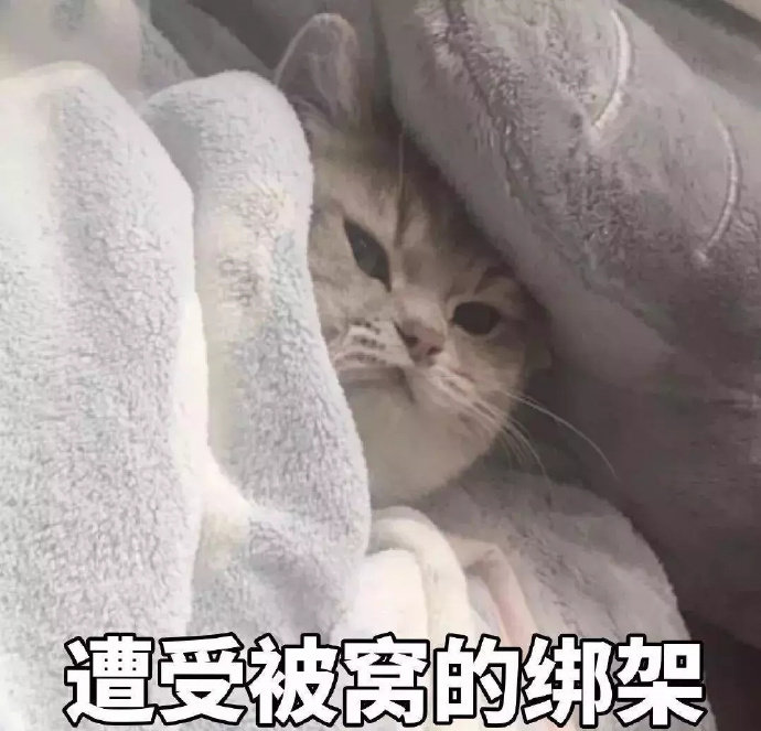 猫被窝表情包图片