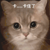 萌宠 猫咪 卡住了 呆萌 可爱