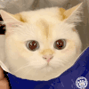 萌宠 猫咪 呆萌 可爱