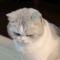 萌宠 猫咪 看 呆萌 可爱