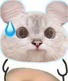 猫咪 可爱 大肚子猫咪 日常