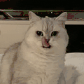 萌宠 猫咪 生气 呆萌 可爱