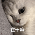 萌宠 猫咪 在干嘛 呆萌 可爱