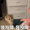 萌宠 猫咪 我投降 呆萌 可爱