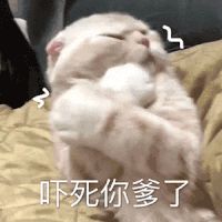 萌宠 猫 吓死你爹了 呆萌 可爱