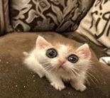 萌宠 猫咪 卖萌 呆萌 可爱
