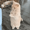 萌宠 猫咪 生气 呆萌 可爱