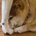 萌宠 猫咪 ？ 呆萌 可爱
