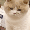 萌宠 猫咪 不开心 呆萌 可爱