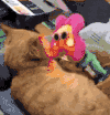 萌宠 猫咪 花 呆萌 可爱