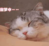 萌宠 猫咪 做梦中 呆萌 可爱