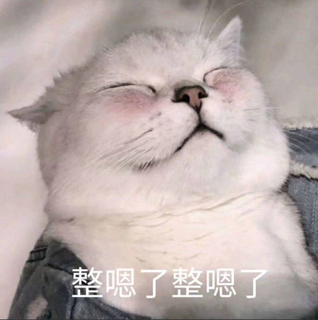 猫咪脸红表情包图片