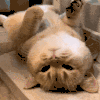 萌宠 猫咪 无奈 呆萌 可爱