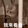 萌宠 猫 谁在群里开车 我来看看 呆萌 可爱