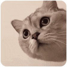萌宠 猫咪 汪 呆萌 可爱
