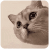 萌宠 猫咪 汪 呆萌 可爱
