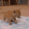 萌宠 猫咪 倒了 呆萌 可爱