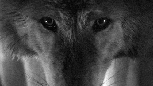 狼目光可怕黑白gif动图