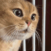 萌宠 猫咪 盯 呆萌 可爱