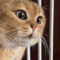萌宠 猫咪 盯 呆萌 可爱