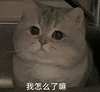 萌宠 猫咪 我怎么了嘛 呆萌 可爱
