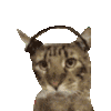 萌宠 猫咪 听歌 呆萌 可爱