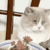 萌宠 猫咪 生气 呆萌 可爱