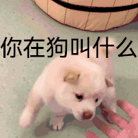 萌宠 狗狗 你在狗叫什么 呆萌 可爱
