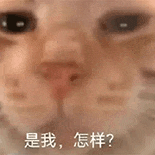 萌宠 猫咪 是我怎样 呆萌 可爱