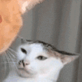 萌宠 猫咪 盯 呆萌 可爱