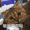 萌宠 猫咪 哈哈骗你哒 呆萌 可爱