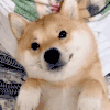 萌宠 狗狗 爱你 呆萌 可爱