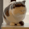 萌宠 猫咪 打哈欠 呆萌 可爱
