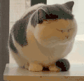萌宠 猫咪 打哈欠 呆萌 可爱
