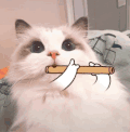 萌宠 猫咪 吹笛子 呆萌 可爱