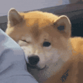 萌宠 狗狗 开心 呆萌 可爱