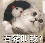 萌寵 貓咪 有豬叫我 呆萌 可愛