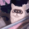 萌宠 猫咪 黑眼圈 呆萌 可爱