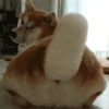萌宠 狗狗 摇头 呆萌 可爱