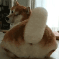 萌宠 狗狗 摇头 呆萌 可爱