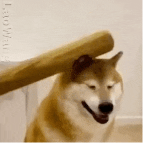 萌宠 狗狗 打 呆萌 可爱