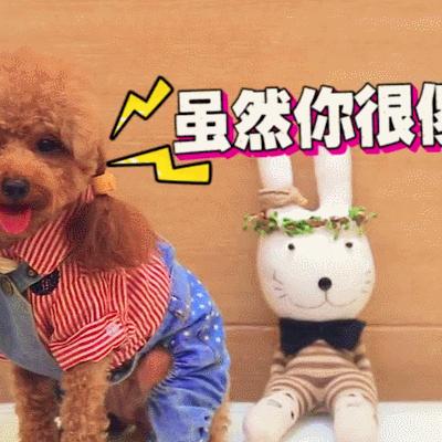 迷你泰迪gif太可爱了gif萌萌哒gif黑色的gif