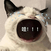 萌宠 猫咪 哇 呆萌 可爱