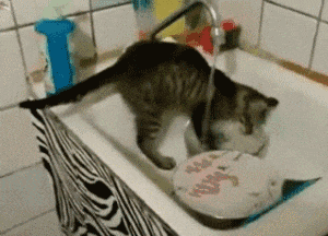 萌宠 猫咪 洗碗 呆萌 可爱