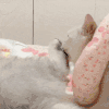 萌宠 猫咪 打你 呆萌 可爱