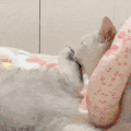 萌宠 猫咪 打你 呆萌 可爱