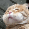 萌宠 猫咪 伤心 呆萌 可爱