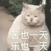 萌宠 猫咪 苦也一天乐也一天 呆萌 可爱
