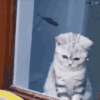 萌宠 猫咪 浇水 呆萌 可爱