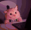 萌宠 猫咪 好奇 呆萌 可爱